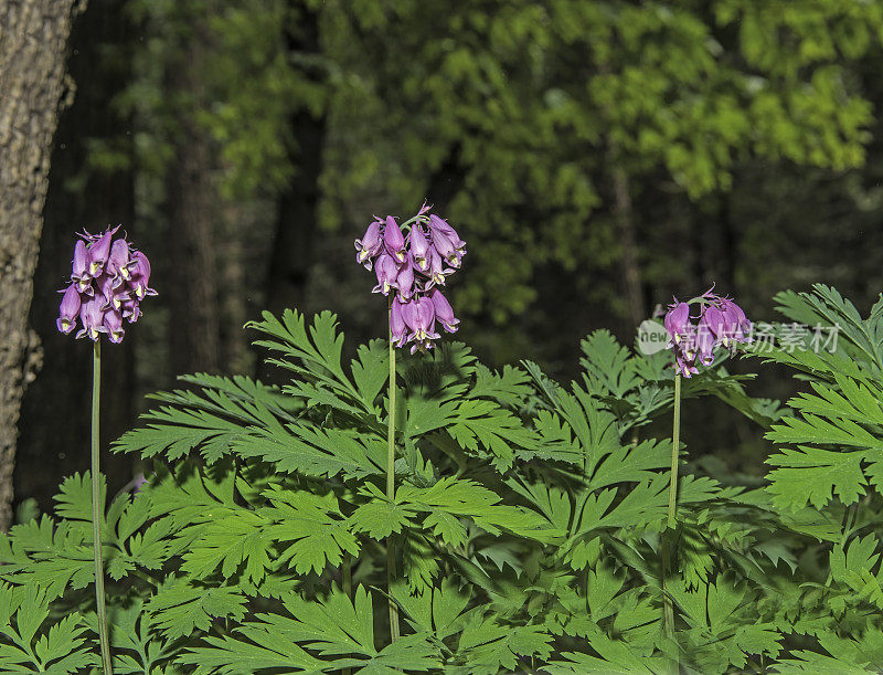 福尔摩沙(Dicentra formosa)，西出血心，或太平洋出血心是一种开花植物在罂粟科(罂粟科)。位于加州内华达山脉的约塞米蒂国家公园。